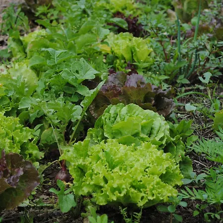 招待所 Casa Amaya 3*