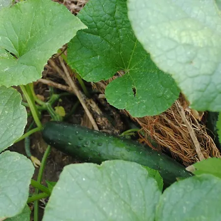 Casa Amaya Vallehermoso