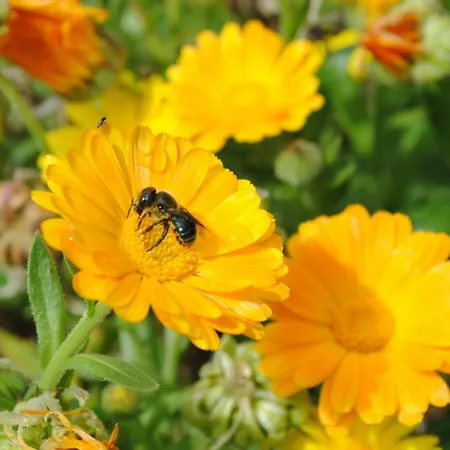 Casa Amaya Pensionat 3*