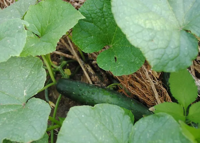 Casa Amaya וייהרמוסו