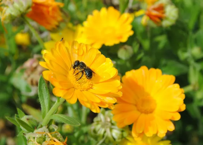 Casa Amaya בית הארחה 3*