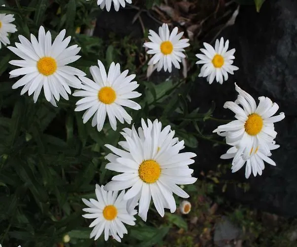 Gasthof Casa Amaya 3*